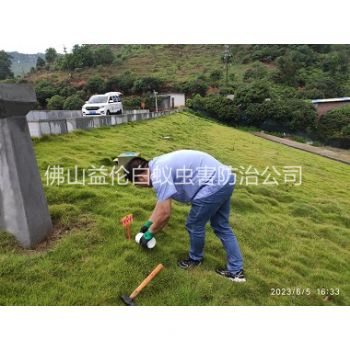 陈村水利工程红火蚁防治